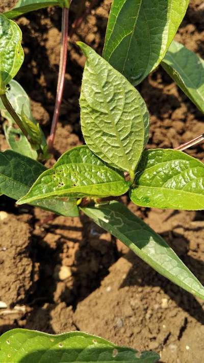 Flea Beetles - Black & Green Gram