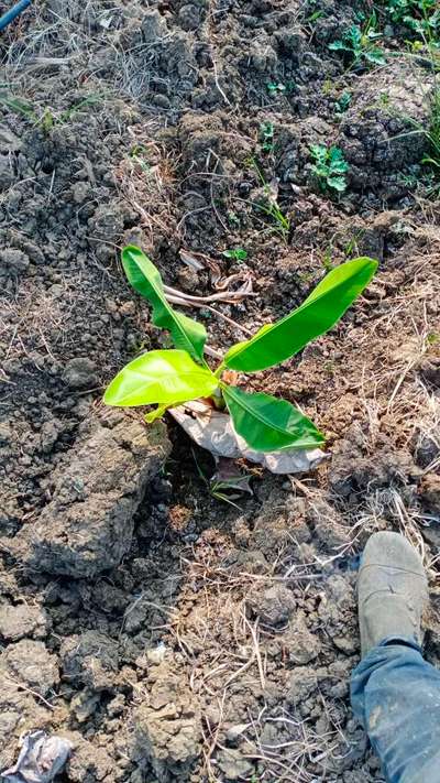 ಕಬ್ಬಿಣದ ಕೊರತೆ - ಬಾಳೆಹಣ್ಣು