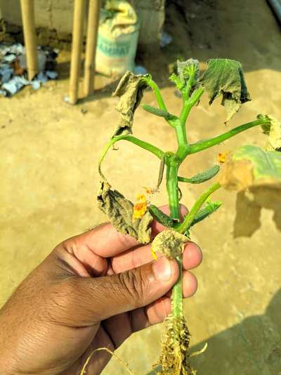 Gummy Stem Blight of Cucurbits - Cucumber