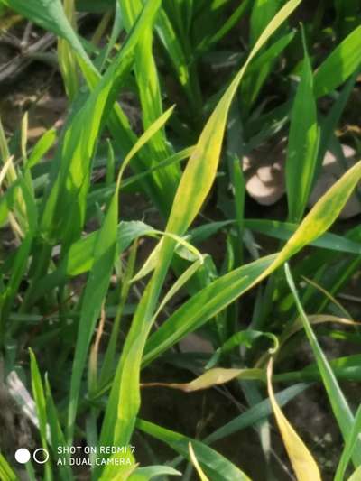 Magnesium Deficiency - Wheat