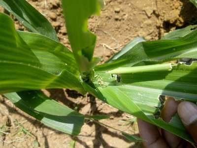 Fall Armyworm - Maize