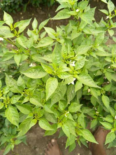 Iron Deficiency - Capsicum & Chilli