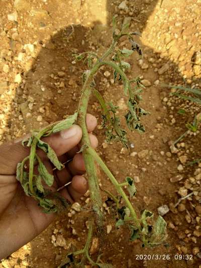 ಫುಸಾರಿಯಮ್ ವಿಲ್ಟ್ - ಟೊಮೆಟೊ