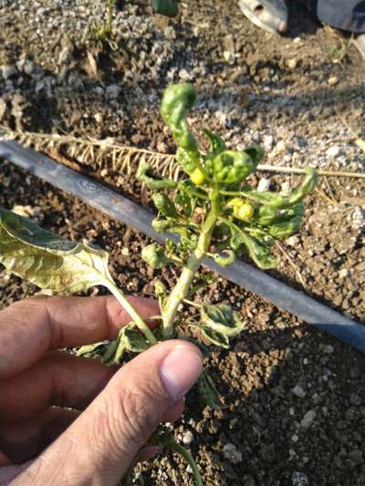 Tomato Yellow Leaf Curl Virus - Capsicum & Chilli