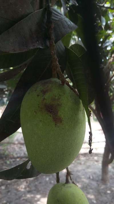 Aphids - Mango