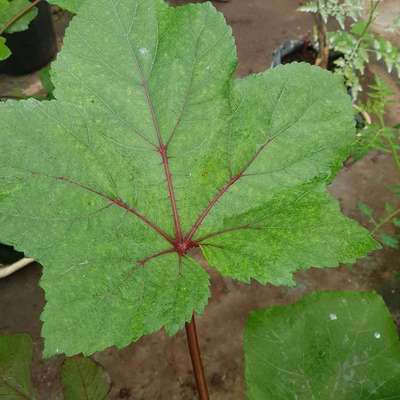 Nitrogen Deficiency - Okra