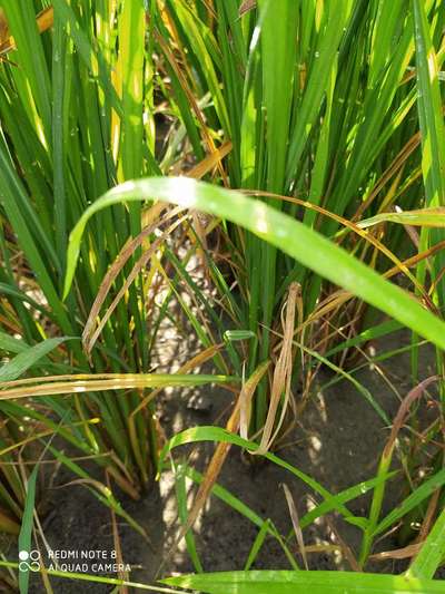 Rice Panicle Mite - Rice