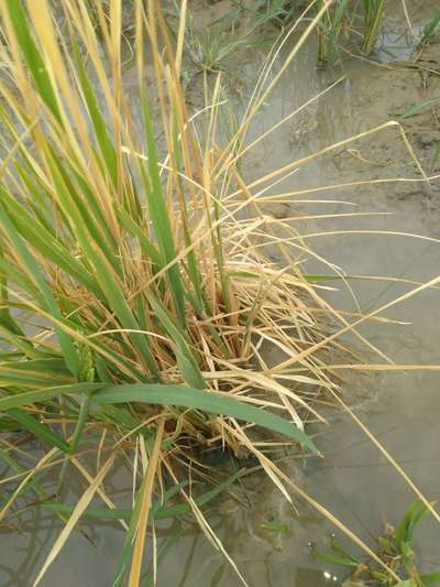 Bakanae and Foot Rot - Rice