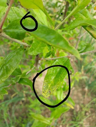 Alternaria Black Spot and Fruit Rot - Pomegranate