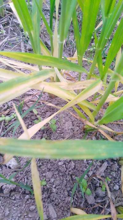 Iron Deficiency - Wheat