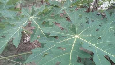 স্বাস্থ্যবান ফসল - পেঁপে