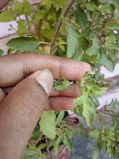 Black Citrus Aphid - Brinjal