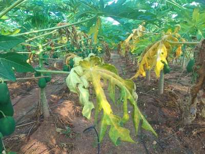 Nitrogen Deficiency - Papaya