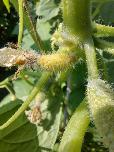 Calcium Deficiency - Cucumber