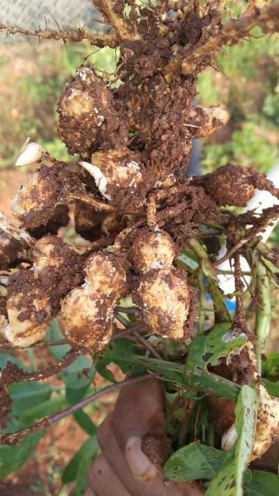 Late and Early Leaf Spot - Peanut