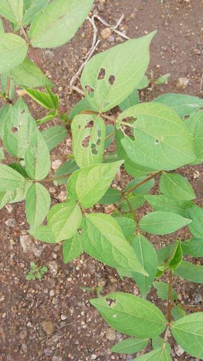 Flea Beetles - Black & Green Gram