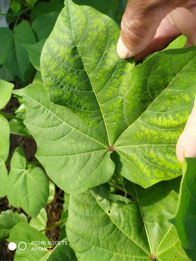 Magnesium Deficiency - Cotton