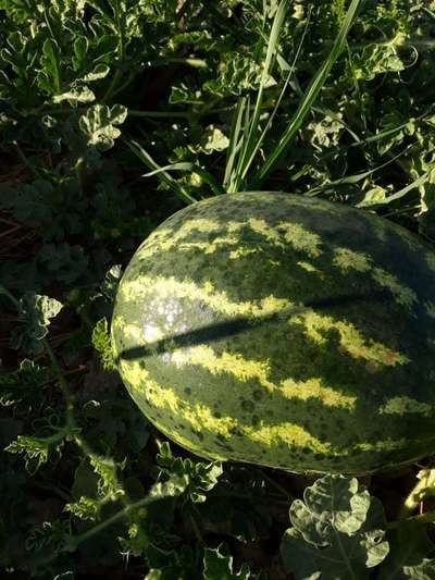 Anthracnose of Cucurbits - Melon