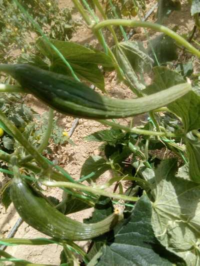 Mealybug - Cucumber