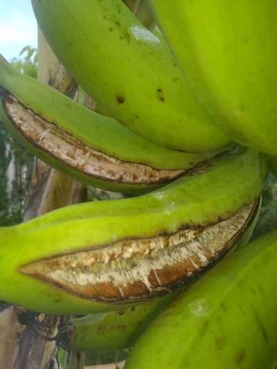 Fruit Cracking - Banana