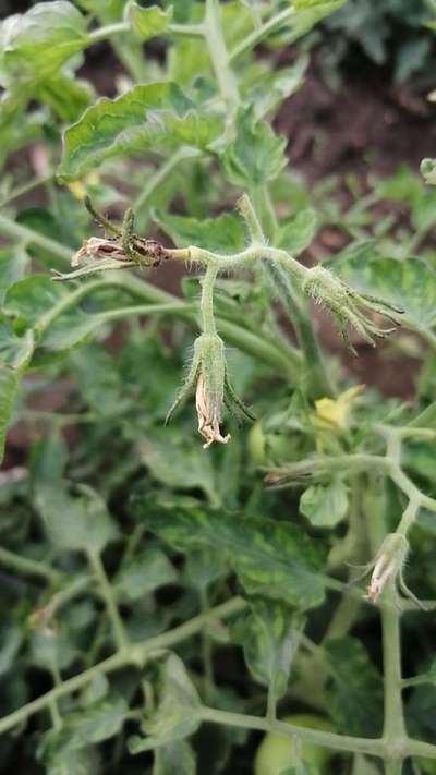 Magnesium Deficiency - Tomato