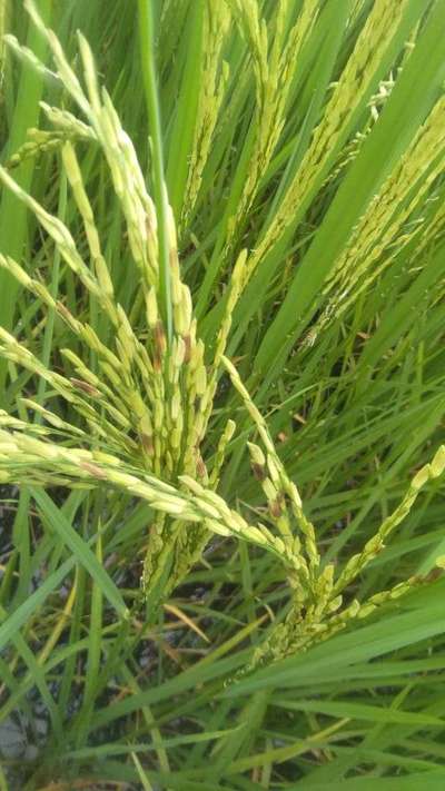 Bacterial Panicle Blight - Rice