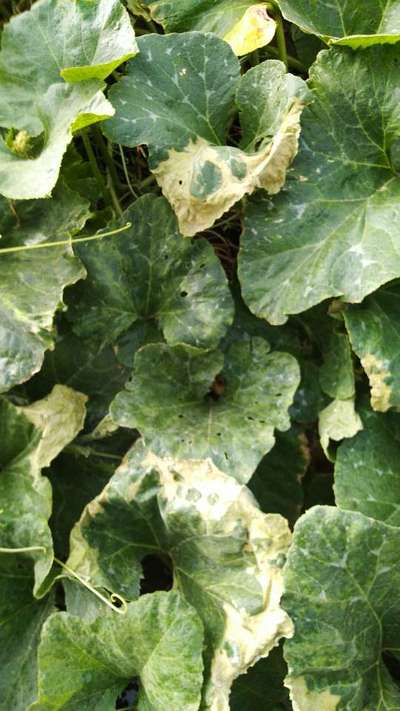 Downy Mildew - Pumpkin