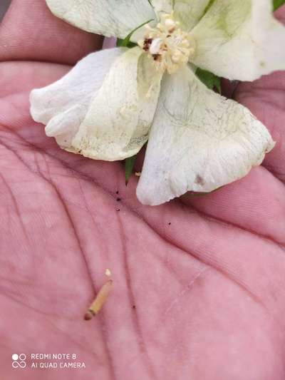 Pink Bollworm - Cotton