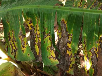 Yellow and Black Sigatoka - Banana