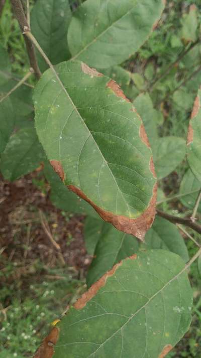 Potassium Deficiency - Apple