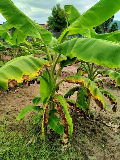 சாம்பல் சத்து பற்றாக்குறை (பொட்டாசியம் பற்றாக்குறை) - வாழைப் பழம்