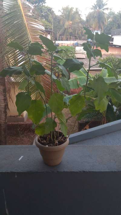 Leaf Miner Flies - Brinjal