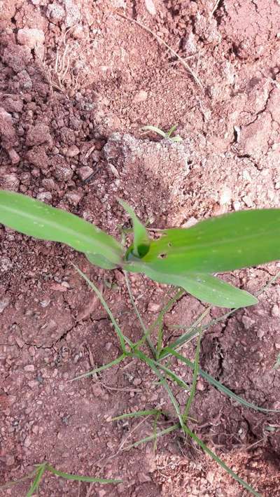 Spotted Stemborer - Maize