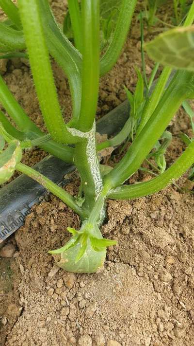 Gummy Stem Blight of Cucurbits - Cucumber