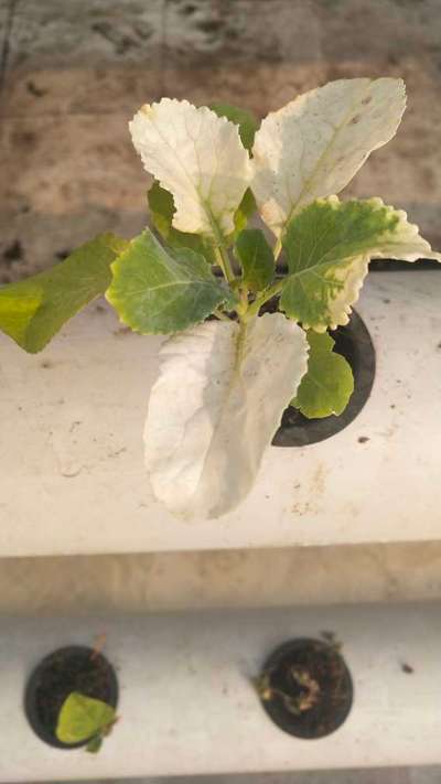 Leaf Variegation - Cabbage