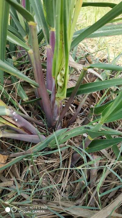 Mealybug - Sugarcane