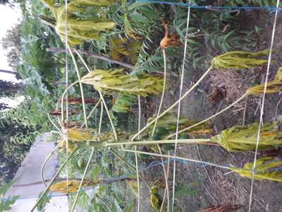 Phytophthora Crown and Root Rot - Papaya