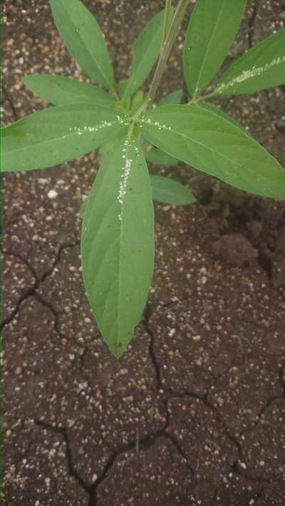 Mealybug - Pigeon Pea & Red Gram