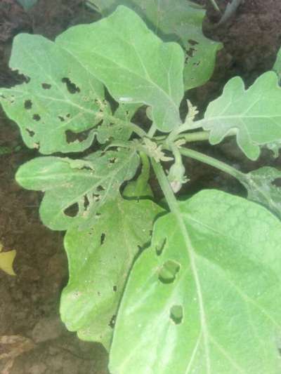 Helicoverpa Caterpillar - Brinjal