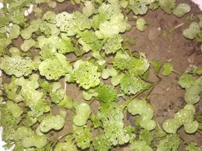 Flea Beetles - Lettuce