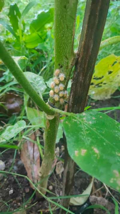 Hadda Beetle - Brinjal