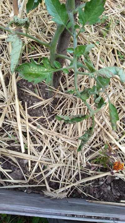 Mancha foliar por Septoria - Tomate