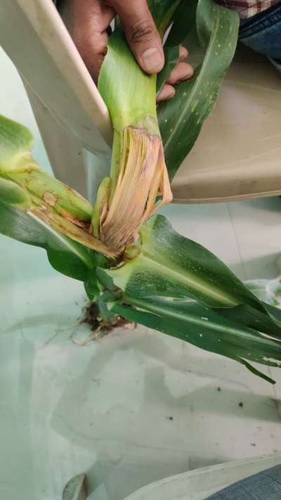 Banded Leaf and Sheath Blight - Maize