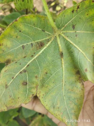 Alternaria Leaf Spot of Cotton - Cotton