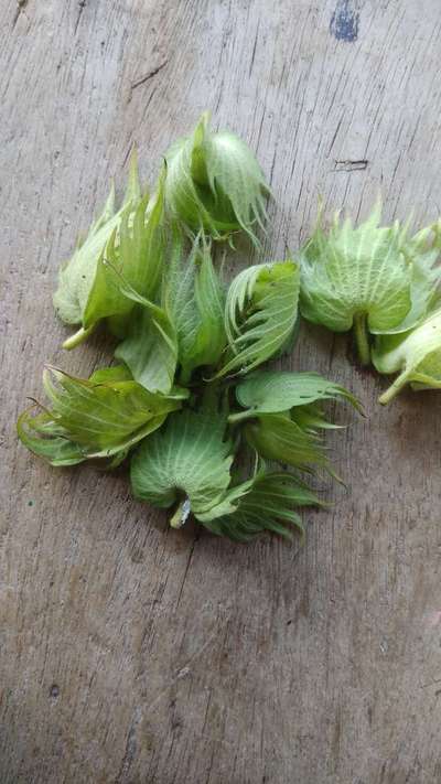 மாவுப்பூச்சி - பருத்தி