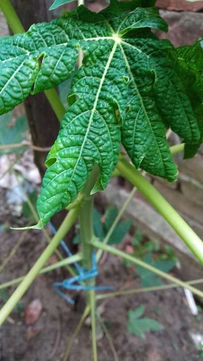 রূপালীসাদা মাছি - পেঁপে