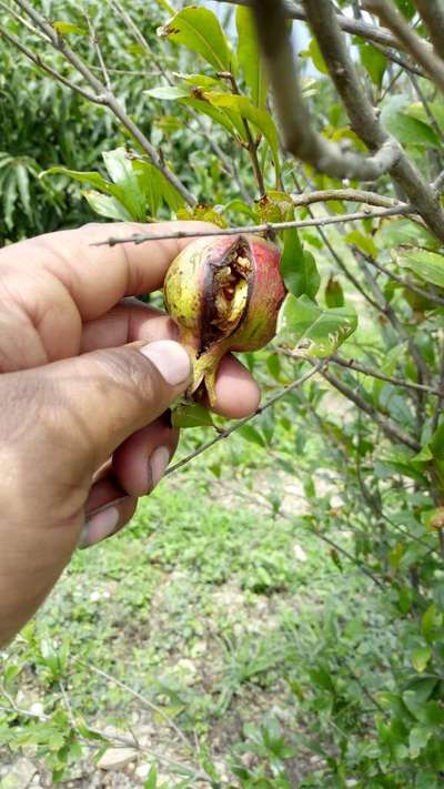 Boron Deficiency - Pomegranate