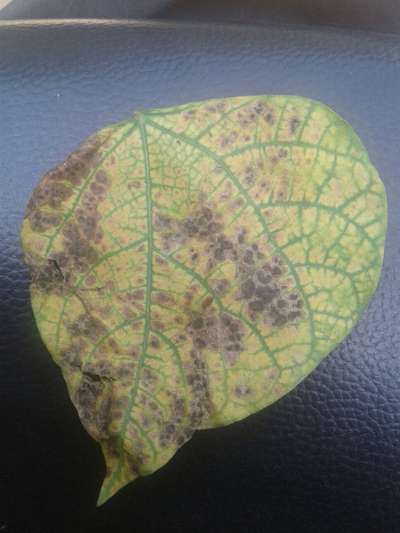 Brown Spot of Soybean - Bean