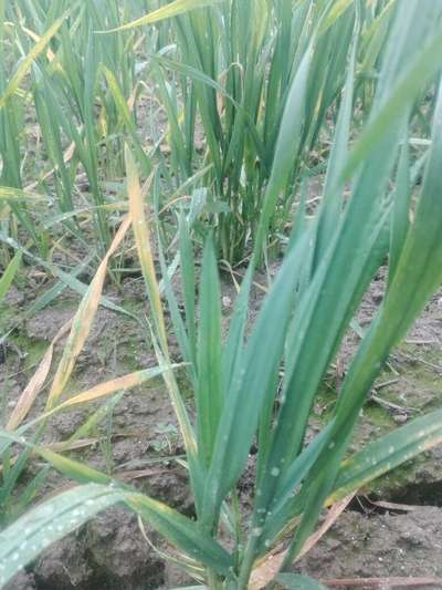 Snow Mold of Cereals - Wheat