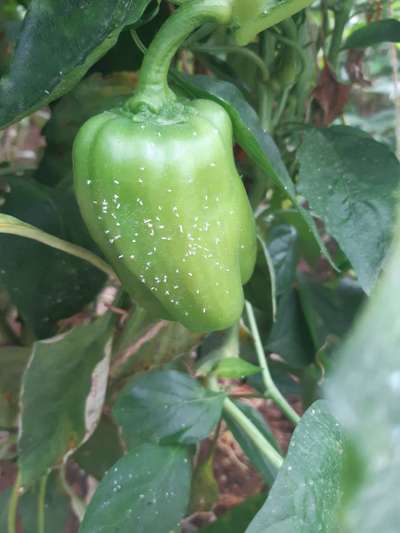 Sooty Mold - Capsicum & Chilli